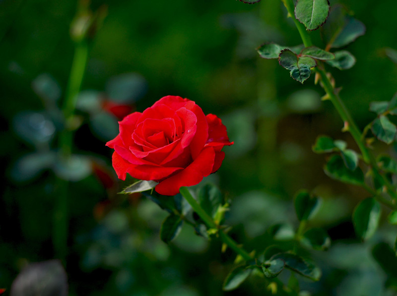 DSC_0235_.jpg