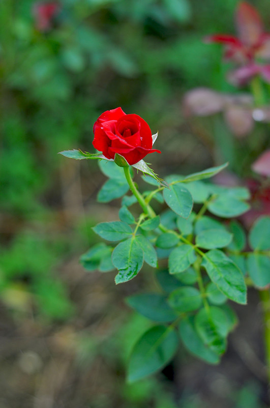 DSC_0099_.jpg