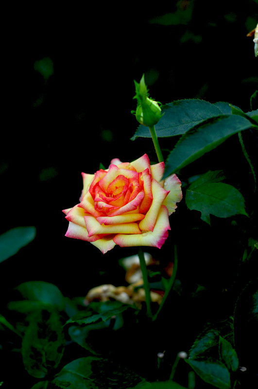 DSC_0152_.jpg
