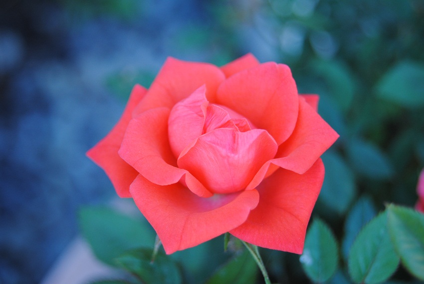 DSC_6674.JPG