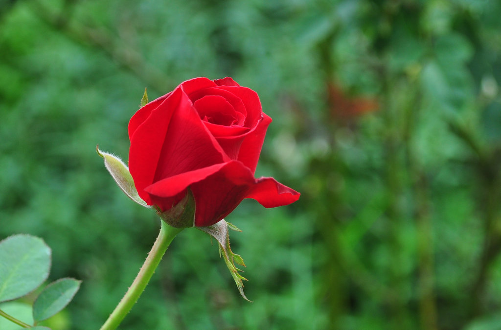 DSC_0064.JPG