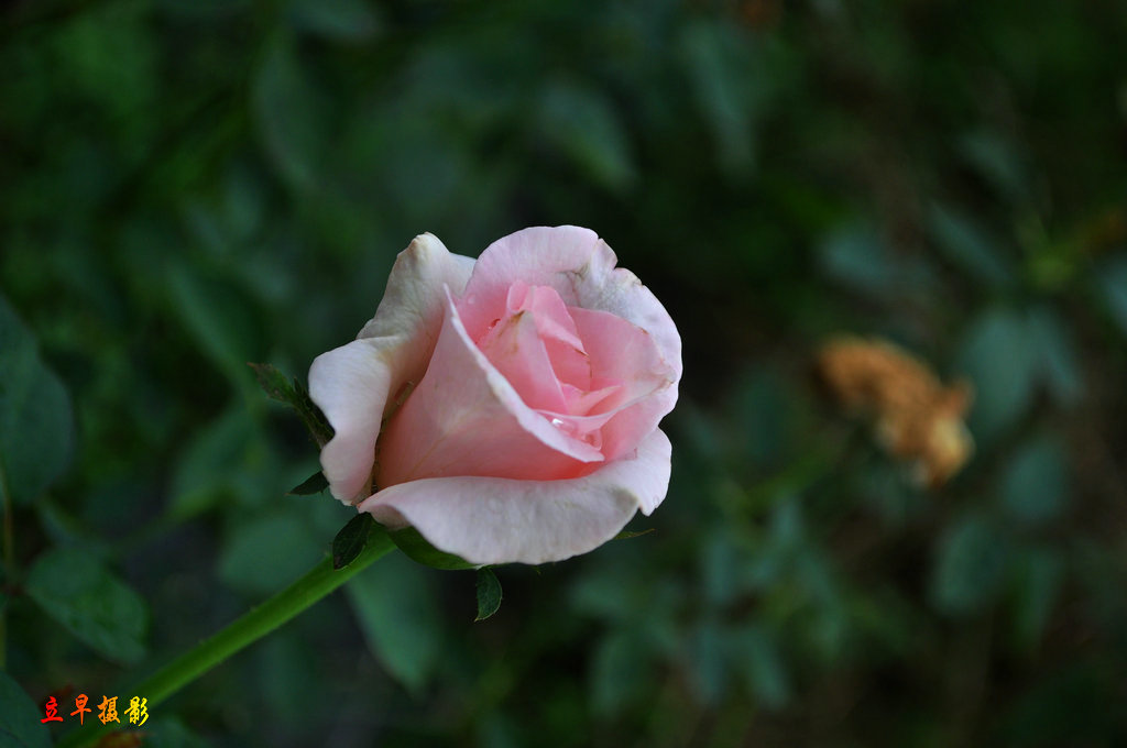 DSC_0107_.JPG