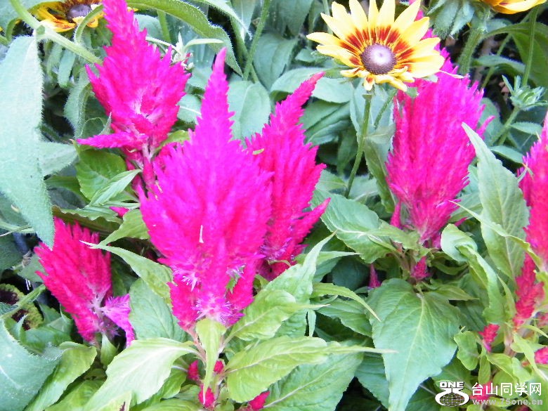 DSCF1932.JPG