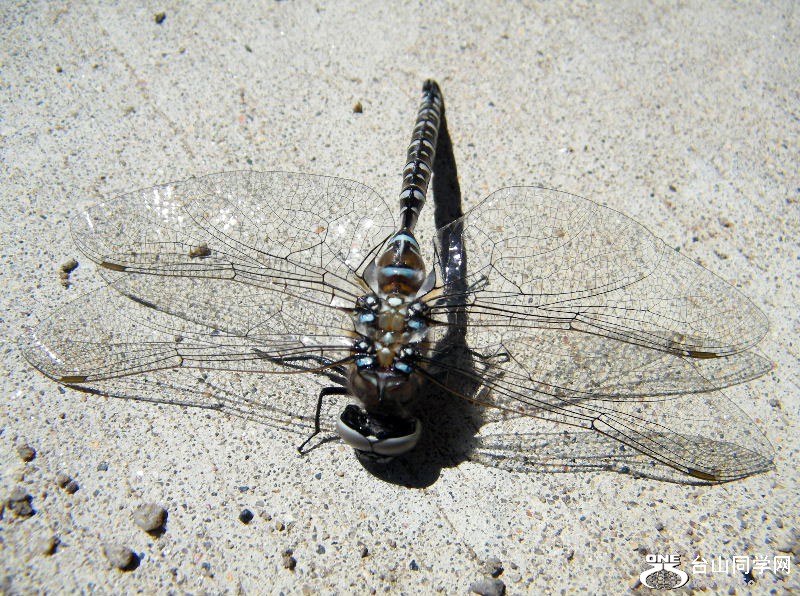 DSCF1538.JPG