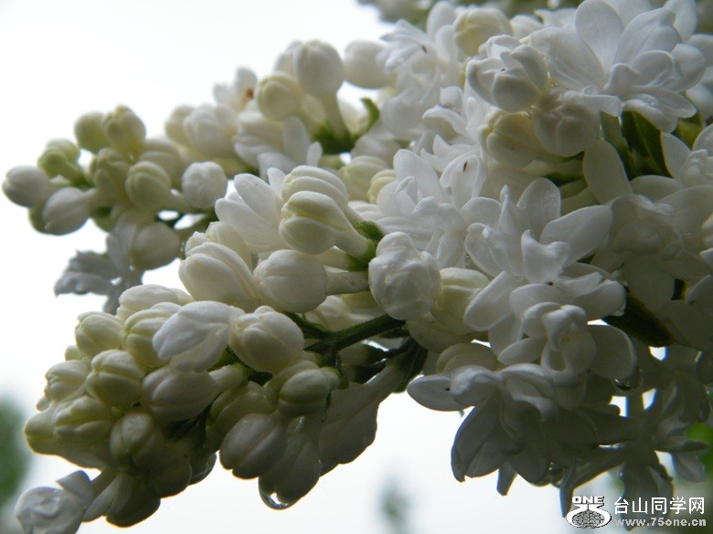 DSCF9651.JPG