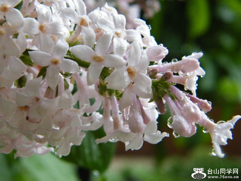 DSCF0411.JPG