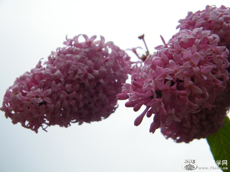 DSCF0441.JPG