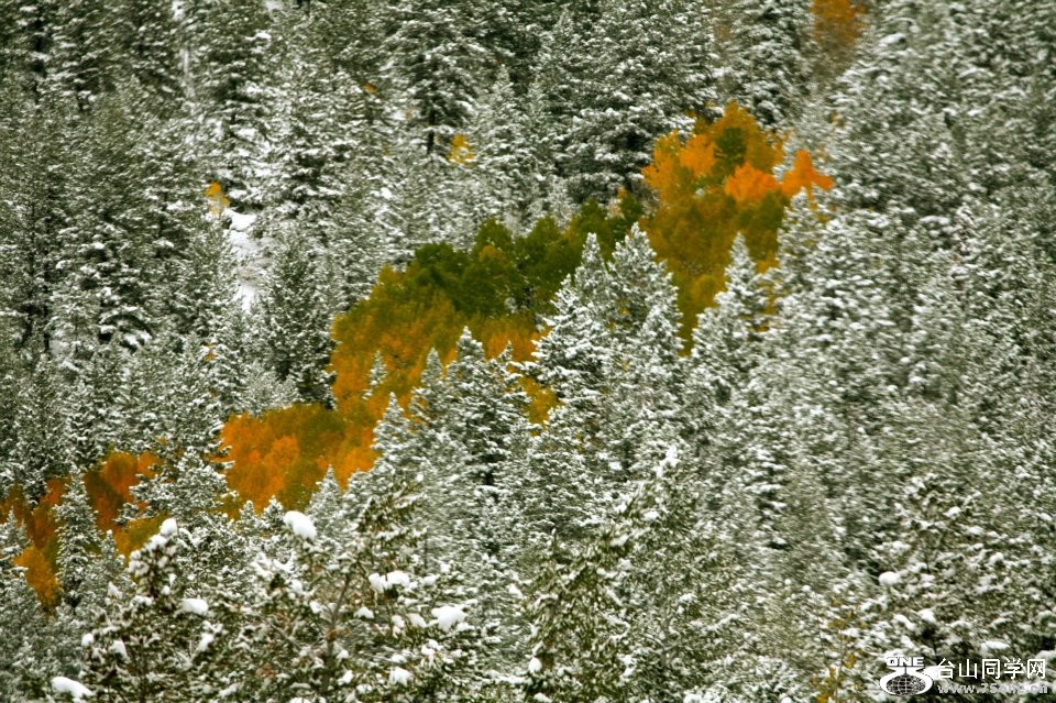 fall snow.jpg