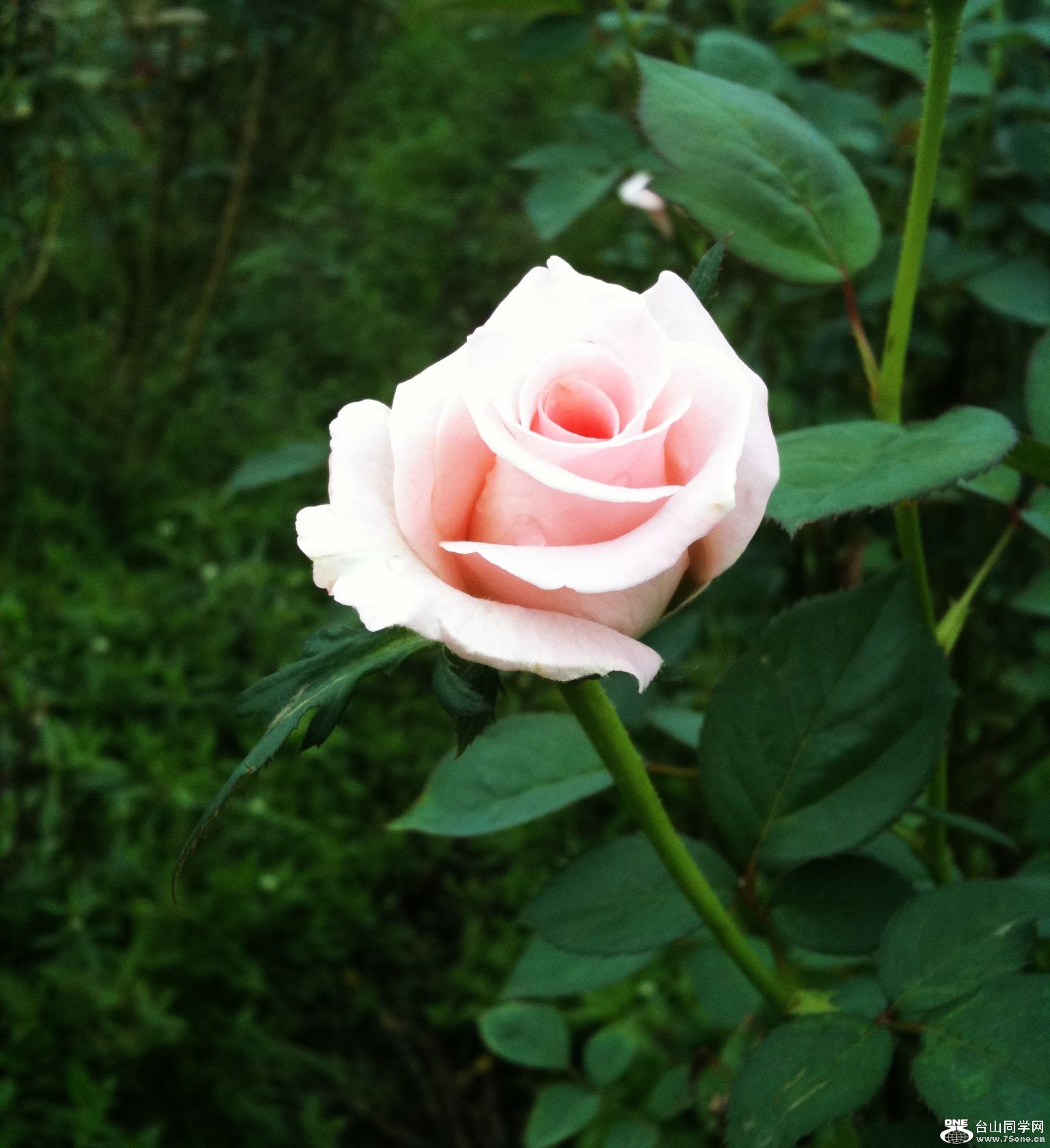 Ƭ 009.jpg