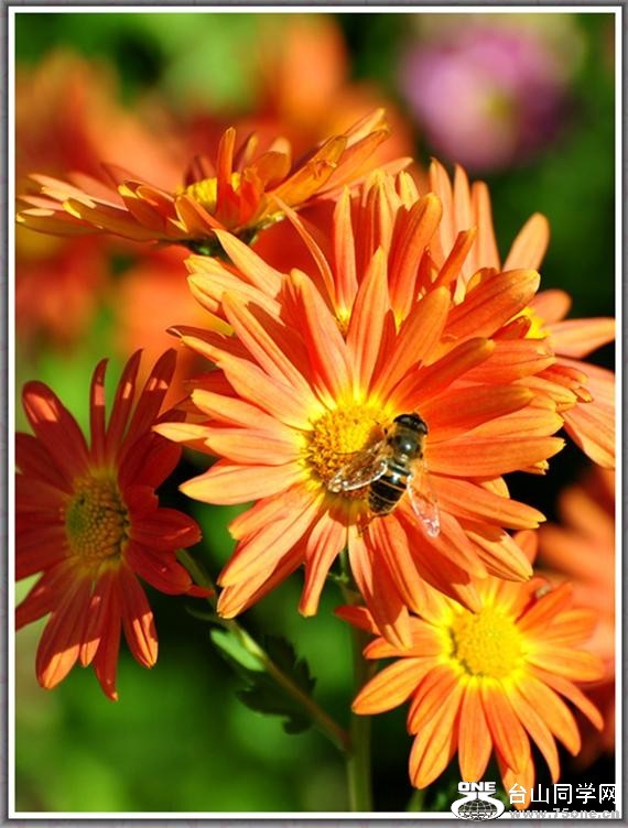 105_35075_7f5add9ad216790.jpg
