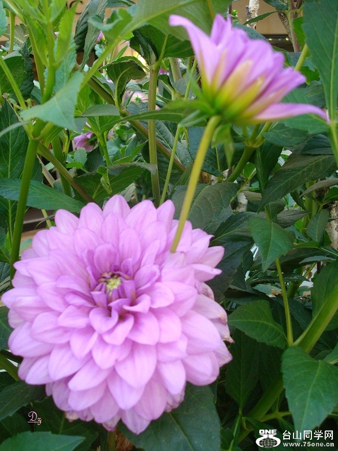 DSC00022-d.jpg