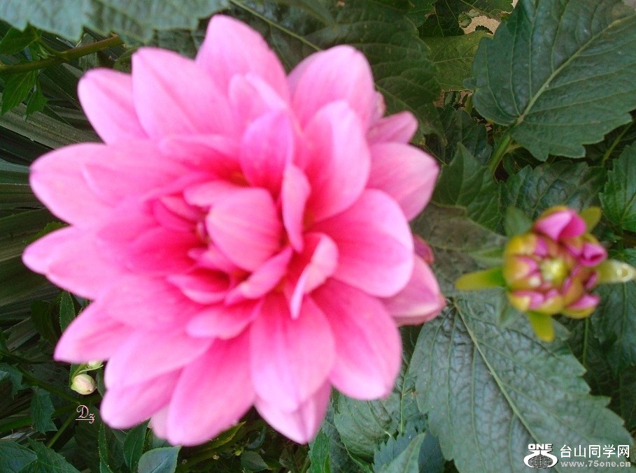 DSC00024-d.jpg