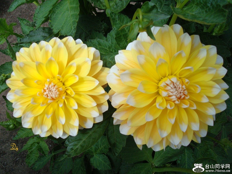 DSC09627-d.jpg
