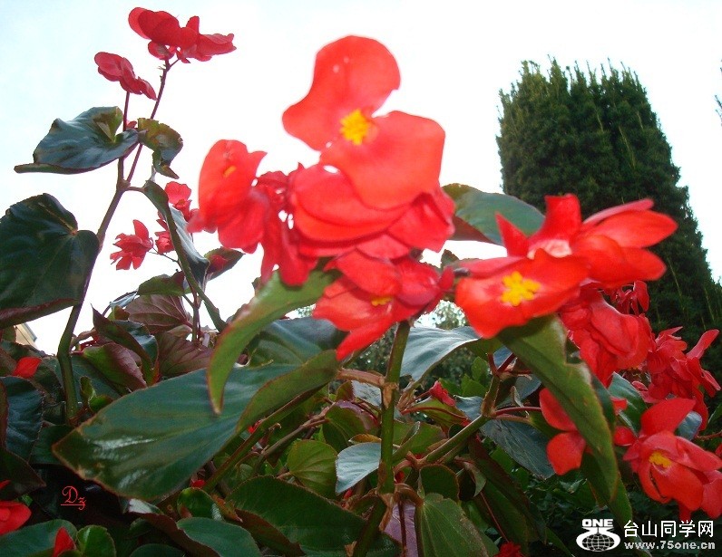 DSC00009-d.jpg