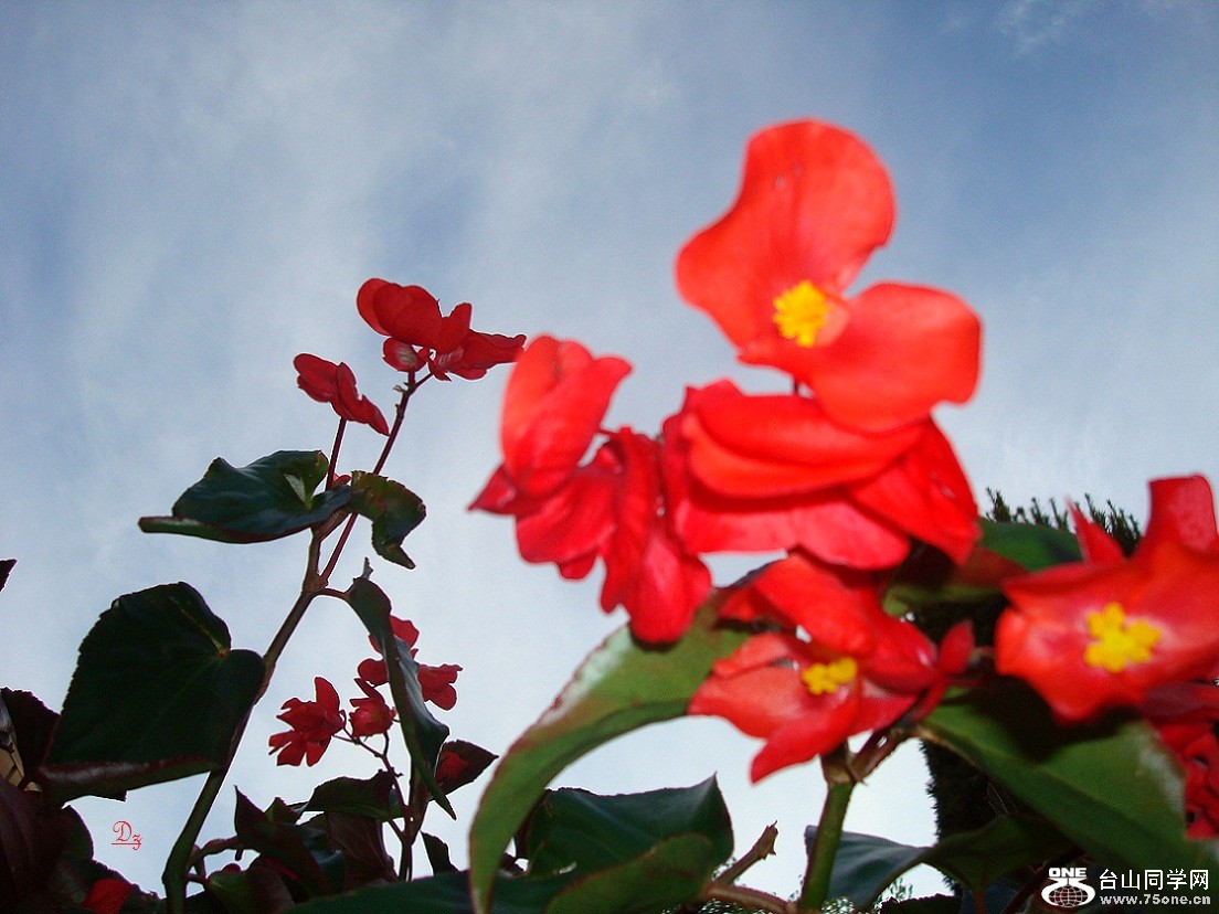 DSC00008-d.jpg