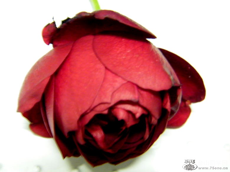 DSCF8698.JPG