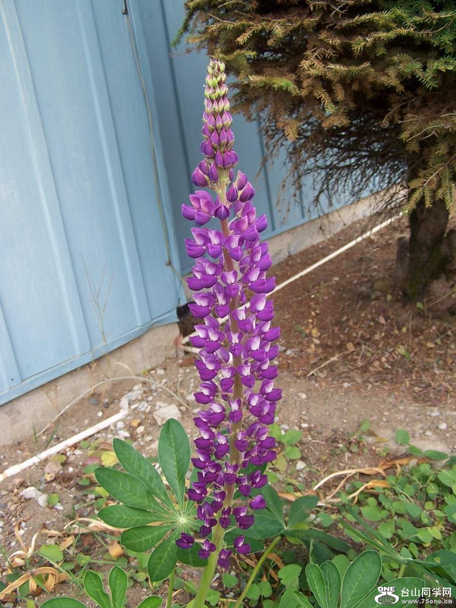 2010 1087.jpg