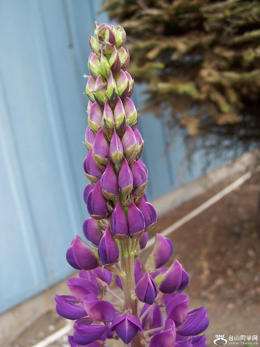 2010 1090.jpg