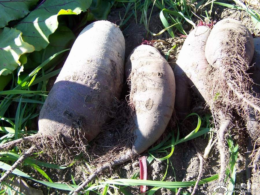 2010 10644.jpg