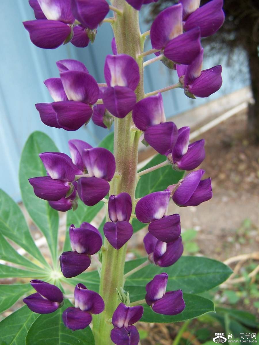 2010 1089.jpg