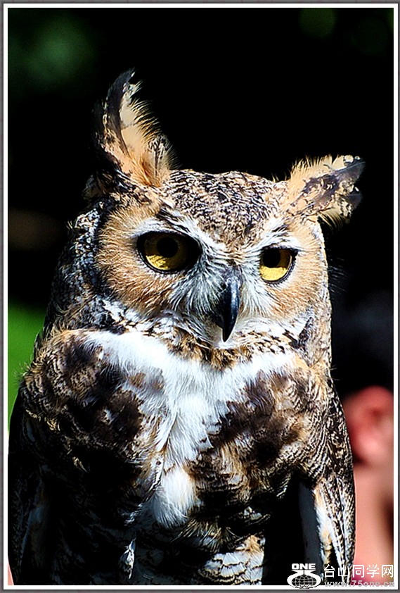 DSC_2802a.jpg