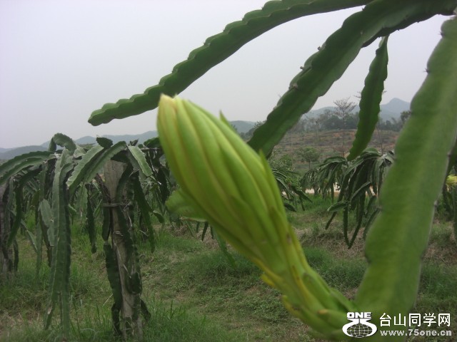 CIMG6545.JPG