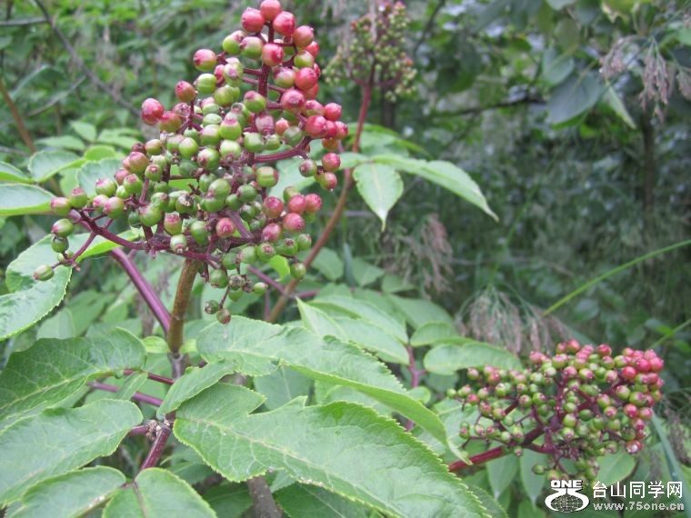 cruise,vancouva,seattle&nbsp;&nbsp;2011-7-30 551.jpg