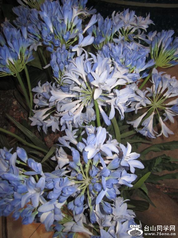 cruise,vancouva,seattle&nbsp;&nbsp;2011-7-30 178.jpg