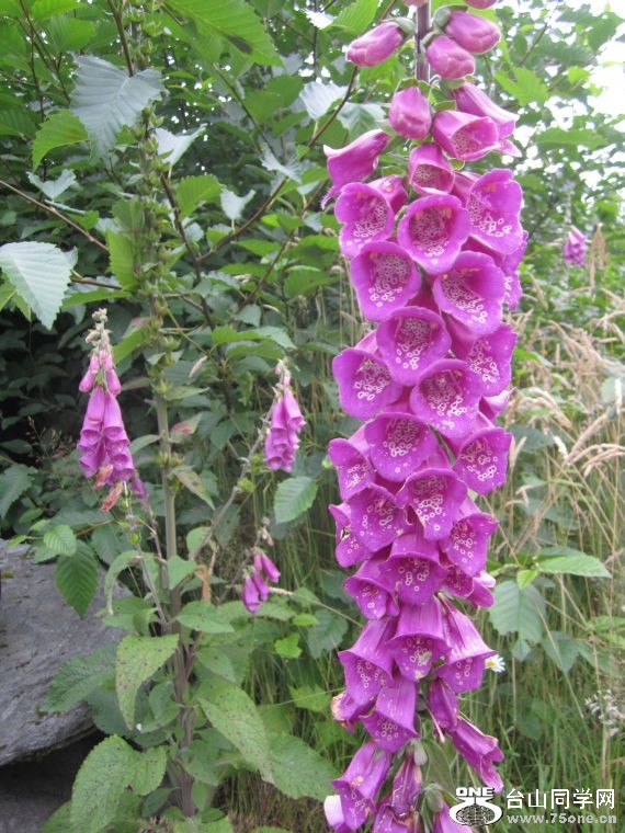 cruise,vancouva,seattle&nbsp;&nbsp;2011-7-30 360.jpg