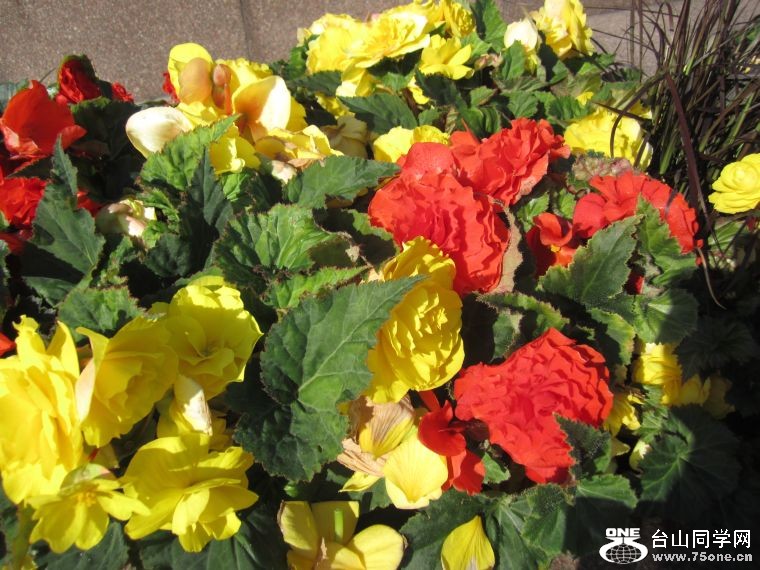 cruise,vancouva,seattle&nbsp;&nbsp;2011-7-30 1010.jpg