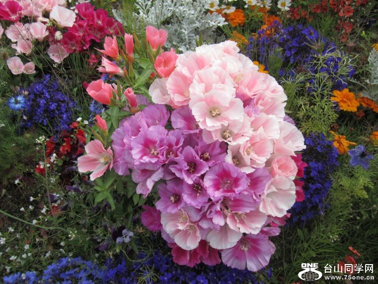 cruise,vancouva,seattle&nbsp;&nbsp;2011-7-30 607.jpg