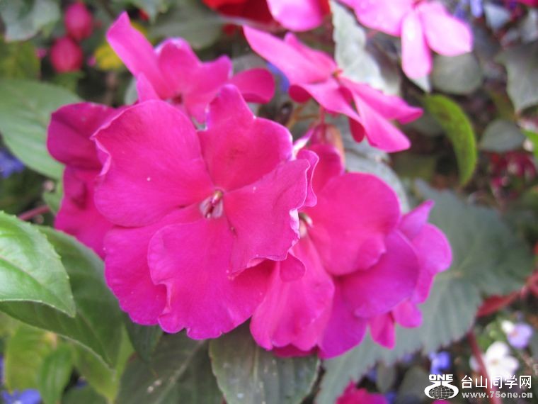 cruise,vancouva,seattle&nbsp;&nbsp;2011-7-30 1195.jpg