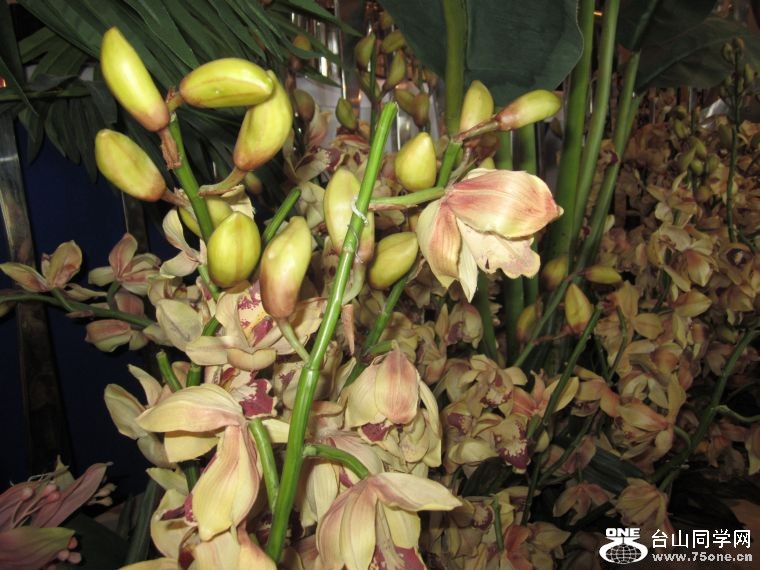 cruise,vancouva,seattle&nbsp;&nbsp;2011-7-30 176.jpg