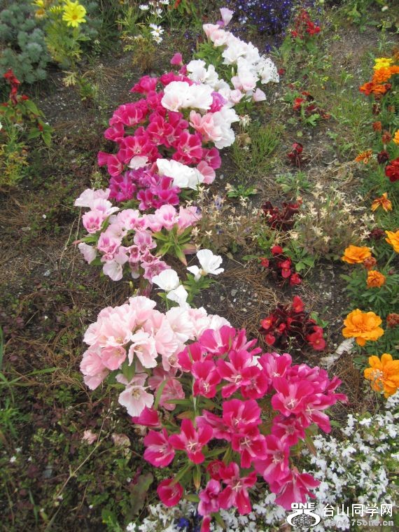 cruise,vancouva,seattle&nbsp;&nbsp;2011-7-30 611.jpg