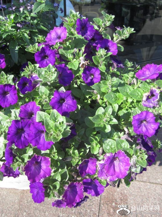 cruise,vancouva,seattle&nbsp;&nbsp;2011-7-30 1014.jpg