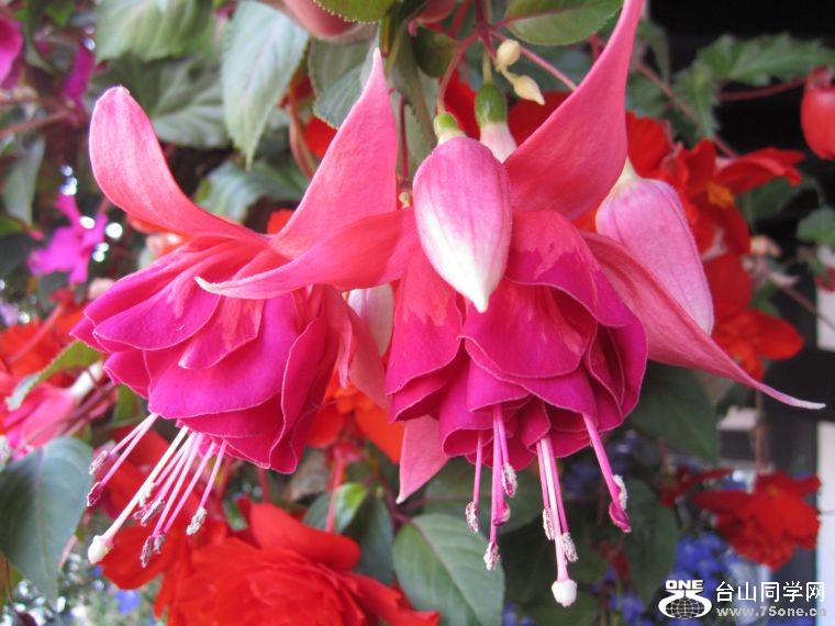 cruise,vancouva,seattle&nbsp;&nbsp;2011-7-30 1186.jpg