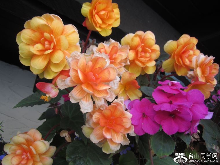 cruise,vancouva,seattle&nbsp;&nbsp;2011-7-30 1191.jpg