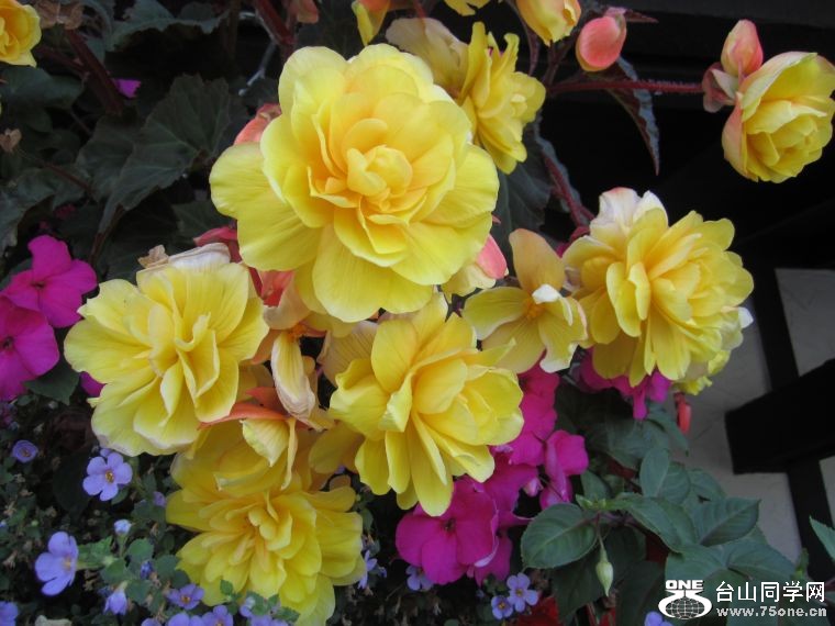 cruise,vancouva,seattle&nbsp;&nbsp;2011-7-30 1192.jpg