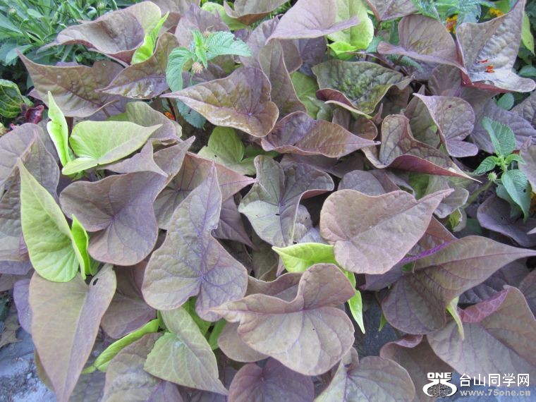 cruise,vancouva,seattle&nbsp;&nbsp;2011-7-30 1058.jpg