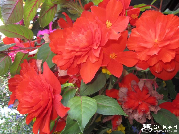 cruise,vancouva,seattle&nbsp;&nbsp;2011-7-30 1188.jpg