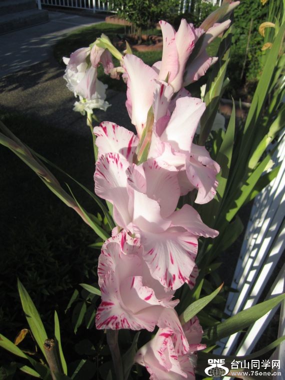 cruise,vancouva,seattle&nbsp;&nbsp;2011-7-30 1210.jpg