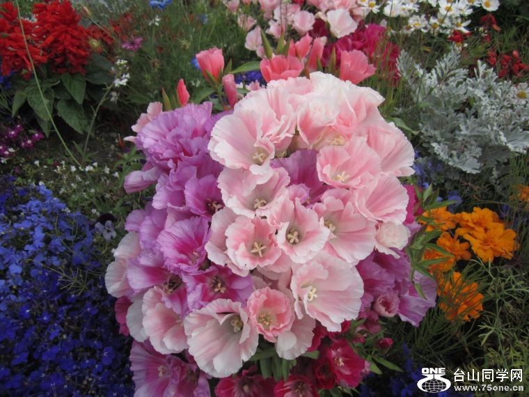 cruise,vancouva,seattle&nbsp;&nbsp;2011-7-30 608.jpg