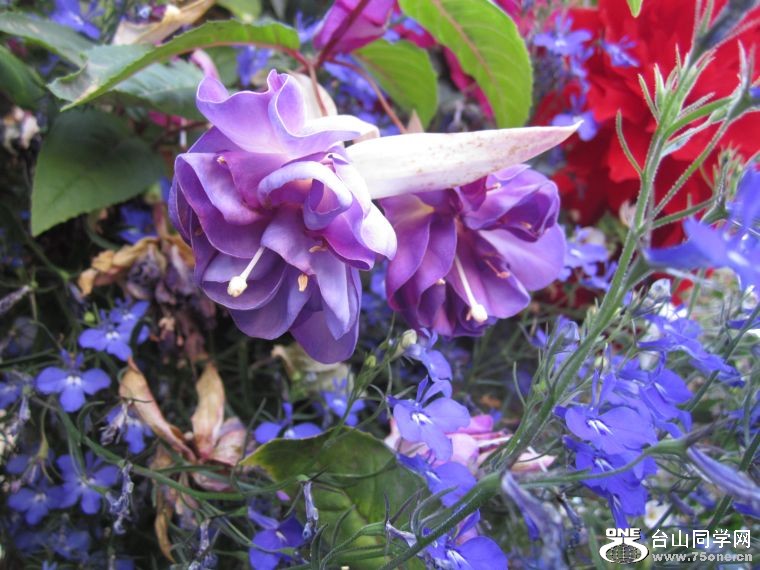 cruise,vancouva,seattle&nbsp;&nbsp;2011-7-30 1196.jpg