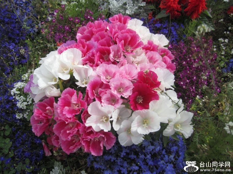 cruise,vancouva,seattle&nbsp;&nbsp;2011-7-30 606.jpg