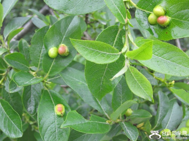 cruise,vancouva,seattle&nbsp;&nbsp;2011-7-30 529.jpg