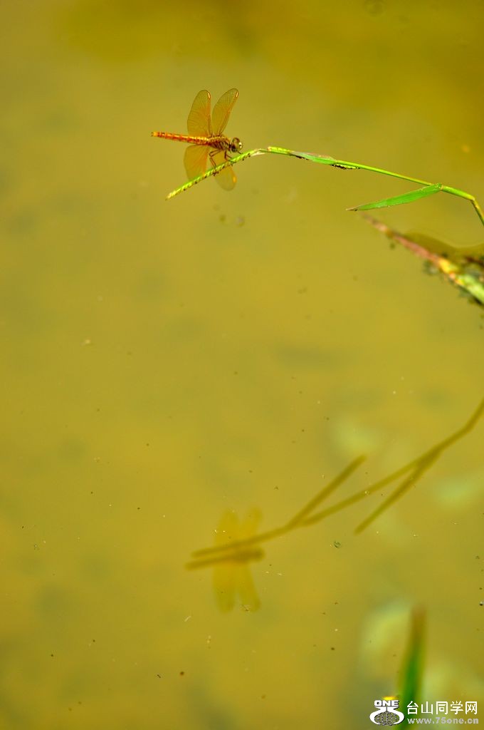 DSC_0062.JPG