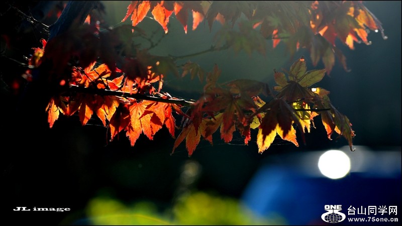 D700 fall.jpg