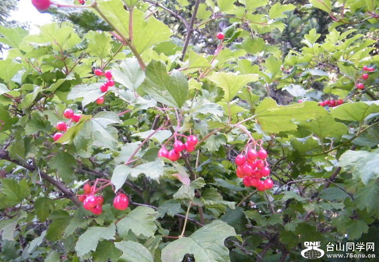 DSCF8414.JPG