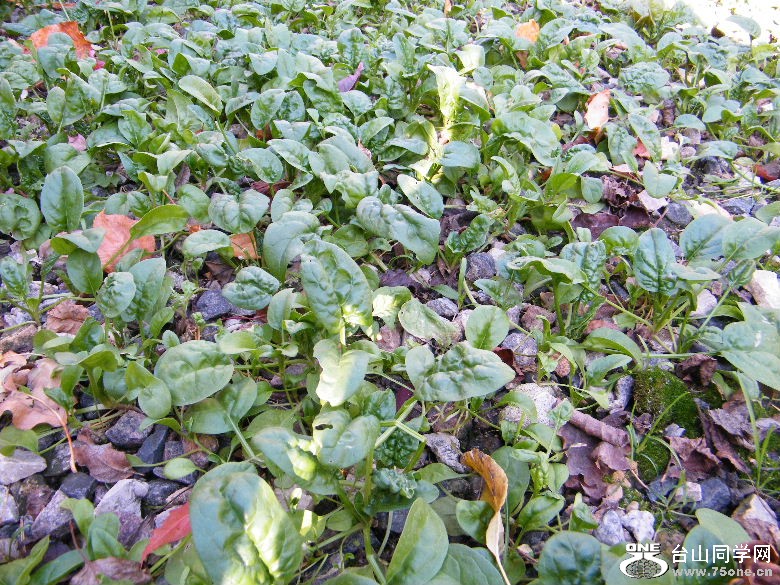 DSCF8915.JPG