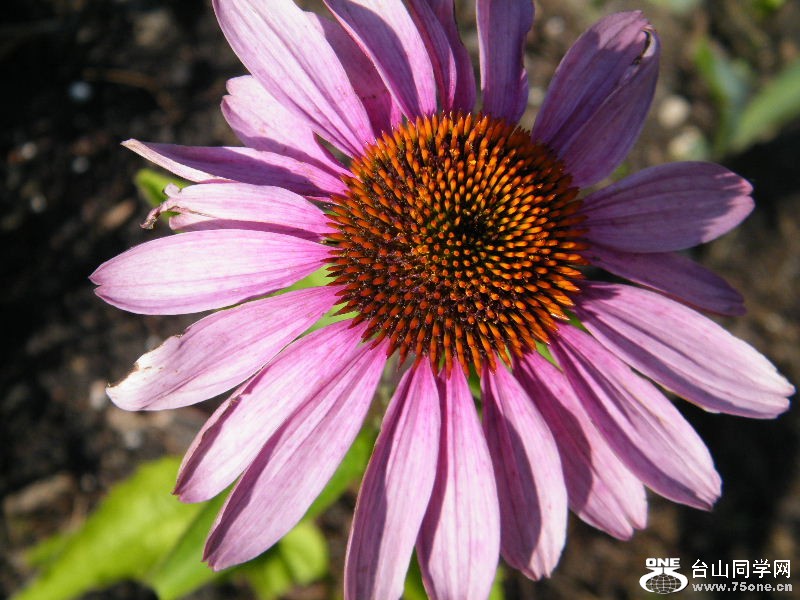DSCF7653.JPG